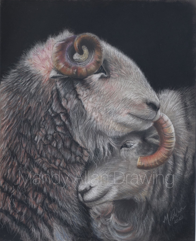 &quot;Stronger Together&quot; Limited Edition Herdwick Sheep Print