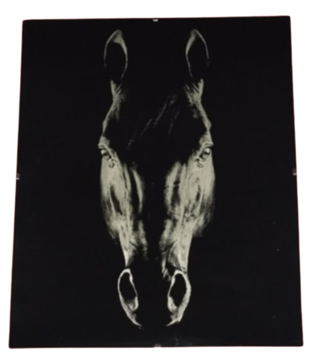 Sous-verre photo Cheval