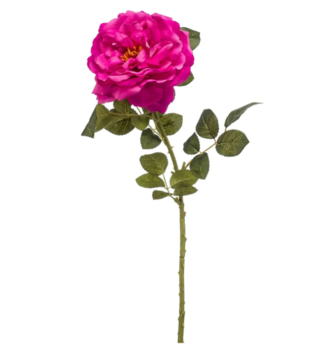 Rose amanda hot pink 75cm