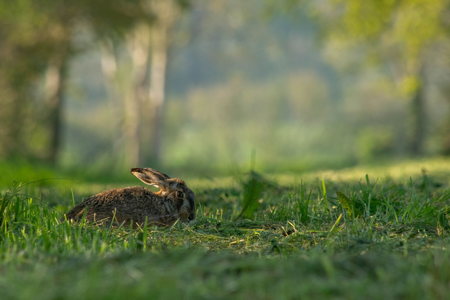 Le déjeuner sur l'herbe