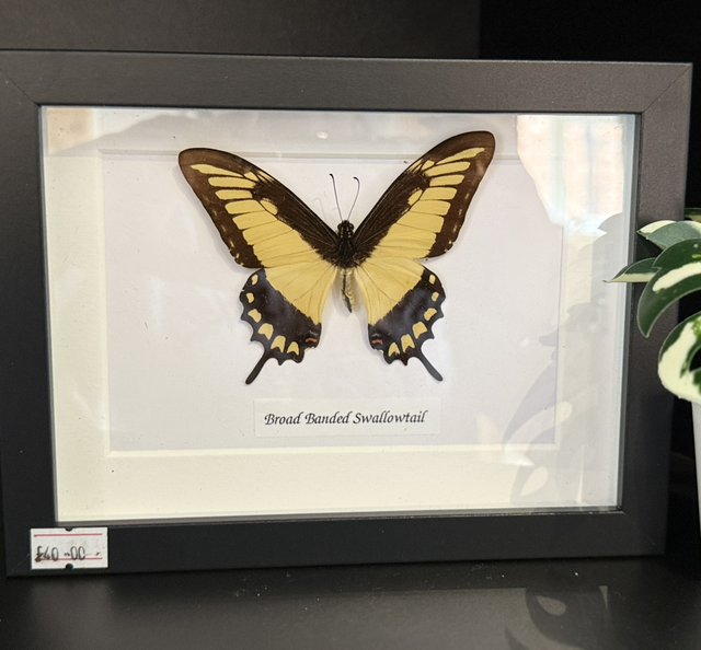 Broad Banded Swallowtail