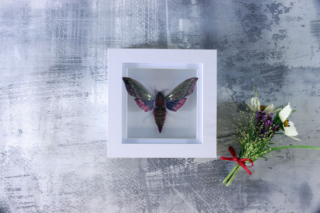 Ethical Entomology: Elephant Hawk Moth