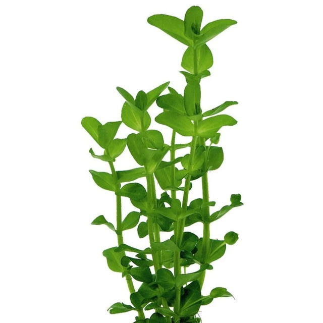 AP Bacopa Amplexicaulis 8715897272219