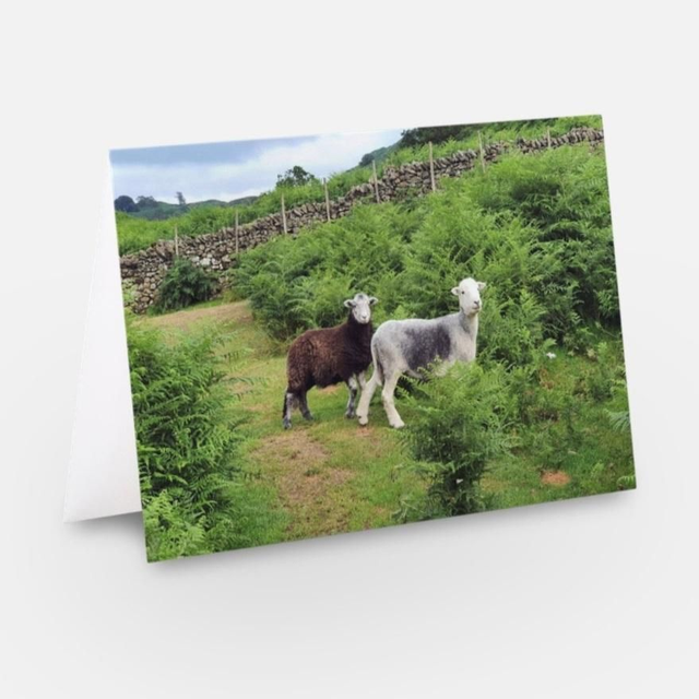 Hardwick sheep Lake District greeting card