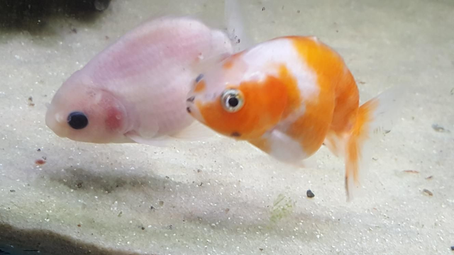 Ranchu