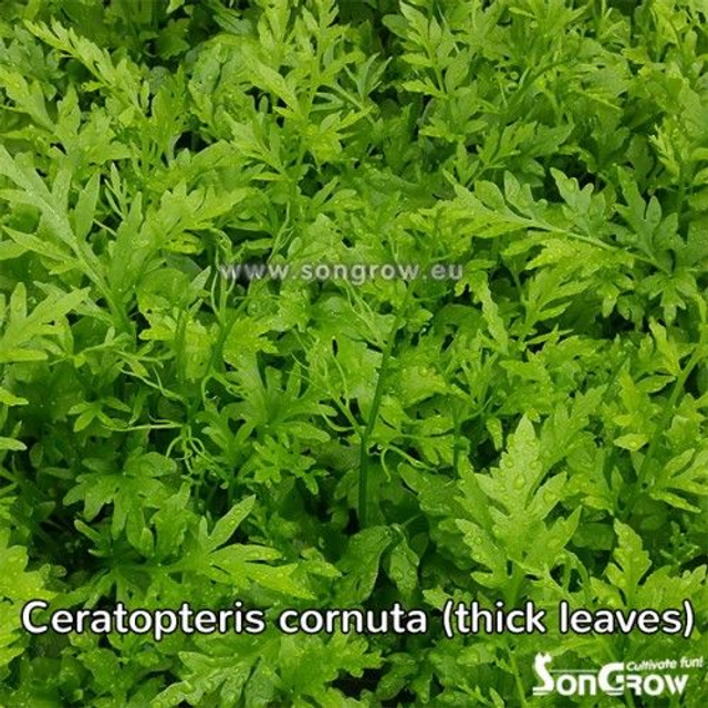 Ceratopteris Cornuta