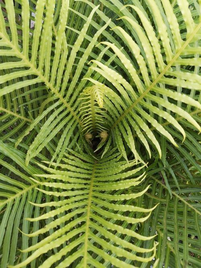 Blechnum gibbum Dwarf Tree Fern