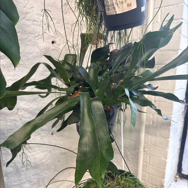 Corne de cerf ( Placytherium)