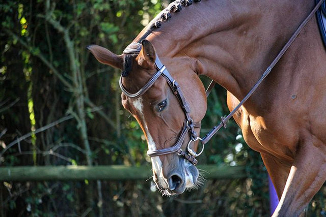 Bridon JUMP'IN One New York