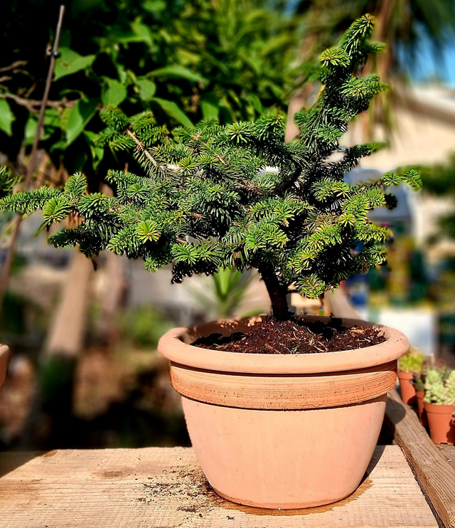 S11 . Abies balsamea 'Nana' in "Campanella graffiata di CorinoBruna"