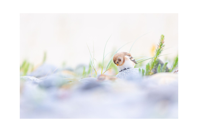 Bruant des neiges - Avec passe-partout