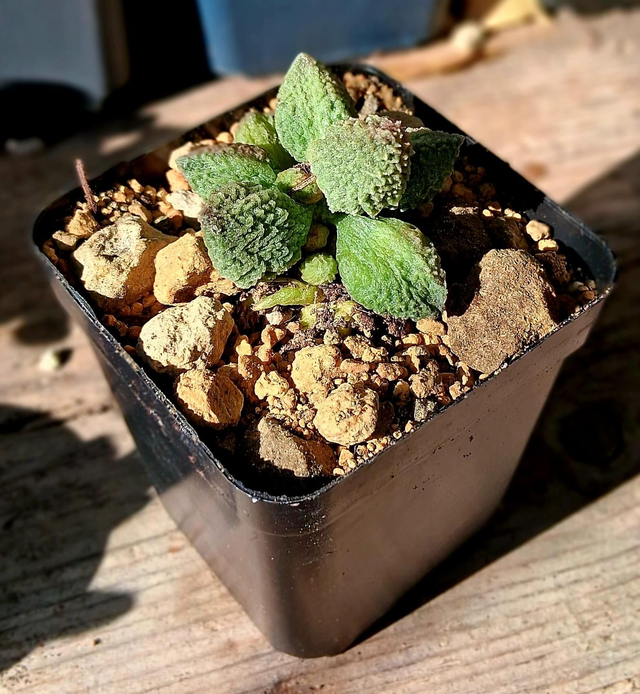 D91 . Adromischus marianae f. herrei 'Lime Drops'