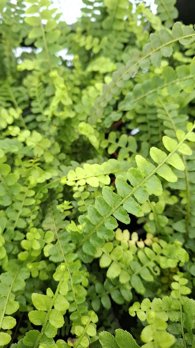 Nephrolepsis cordifolia &#039;Duffii&#039;- Lemon Button Fern 9cm