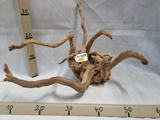 Racine araignée A-408