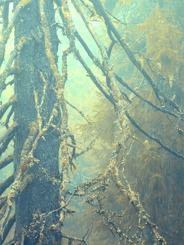 TunneMetsä - Valaistuminen, Fine Art Canvas 131,5x100