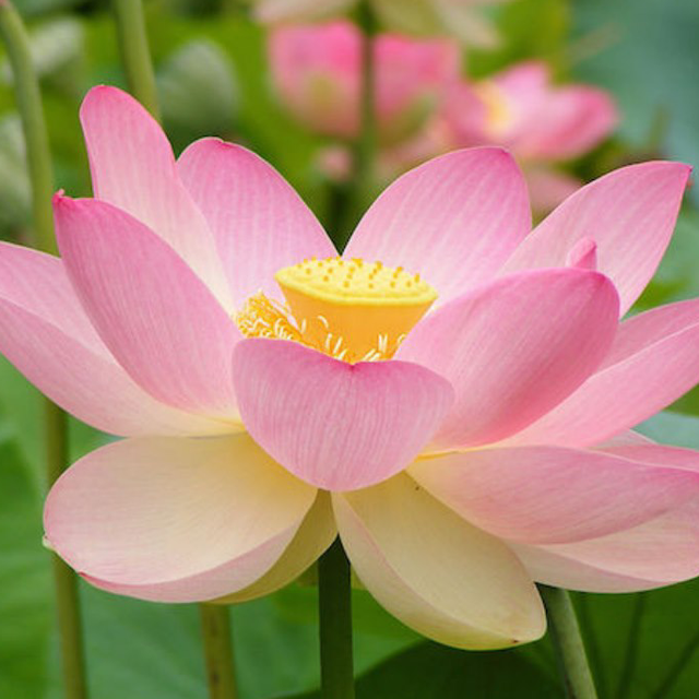 Bucato fiori di loto