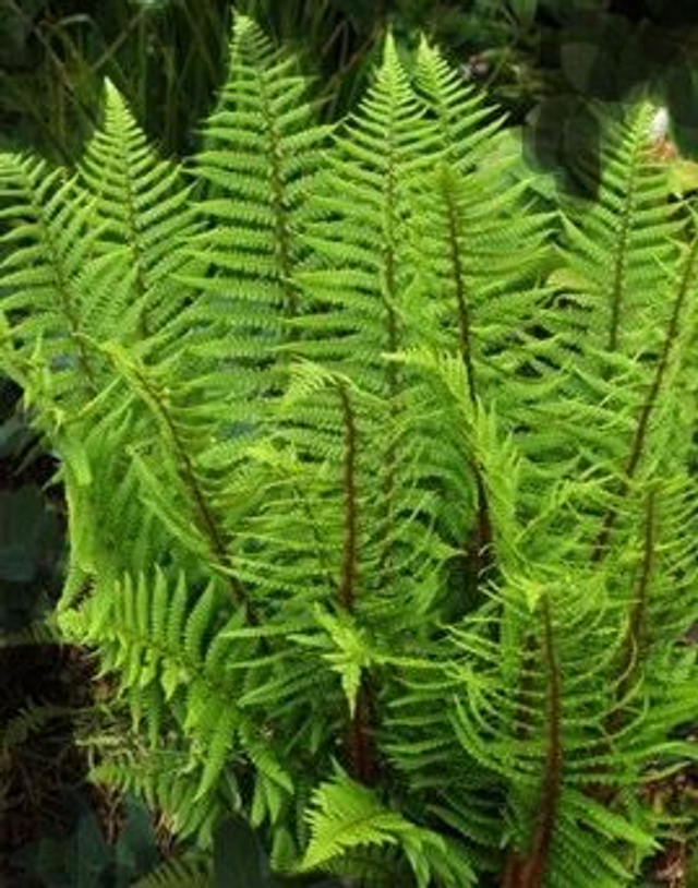 Dryopteris buschiana- Thick-Stemmed Wood Fern