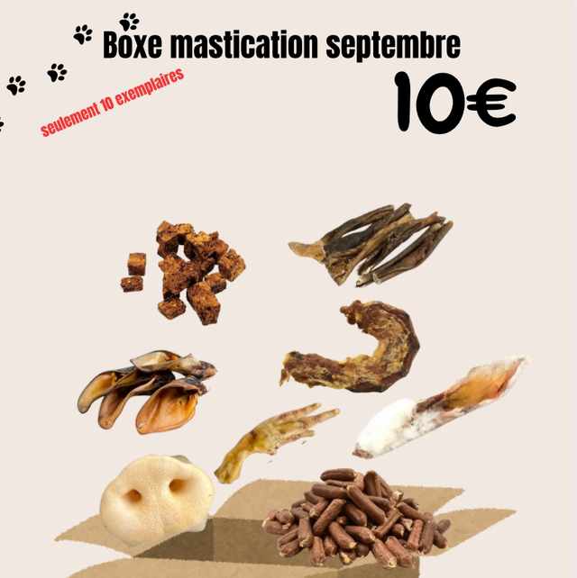 boxe de septembre pour chien