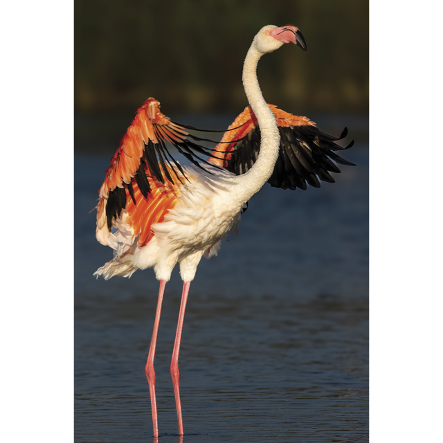 Flamant - ref: 7513