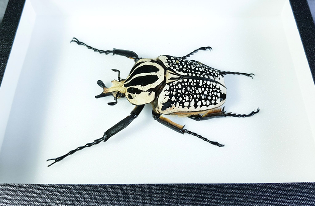 Goliathus goliathus meleagris (mâle)