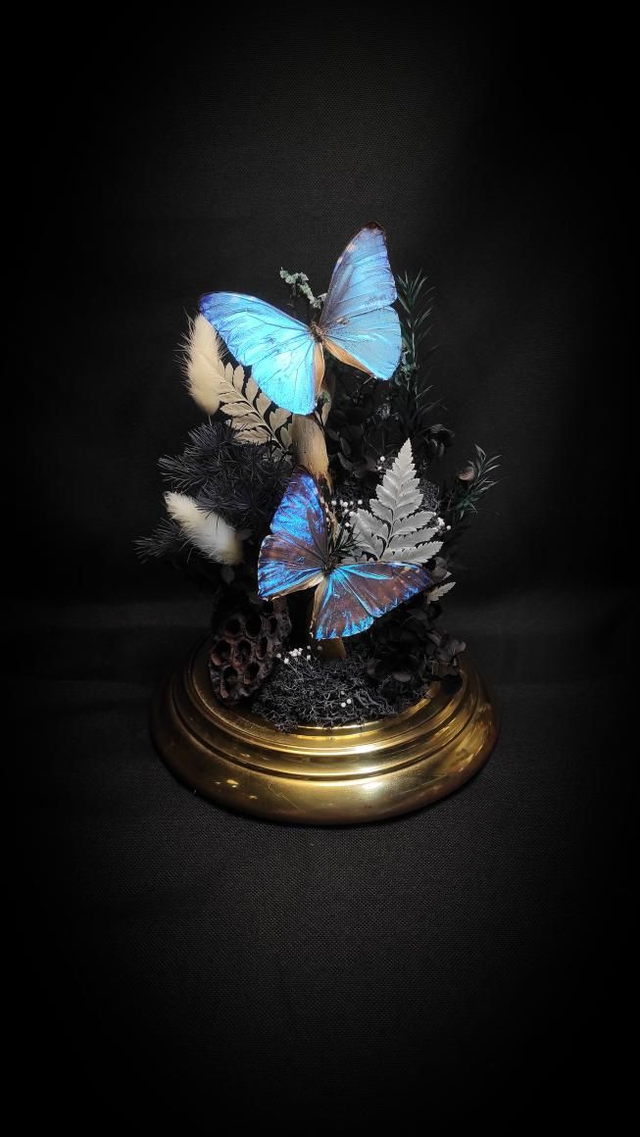 Diorama Duo de Morpho et le Buprestidae