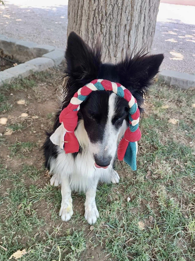 Grande tresse pour chien - Jouet d'interaction