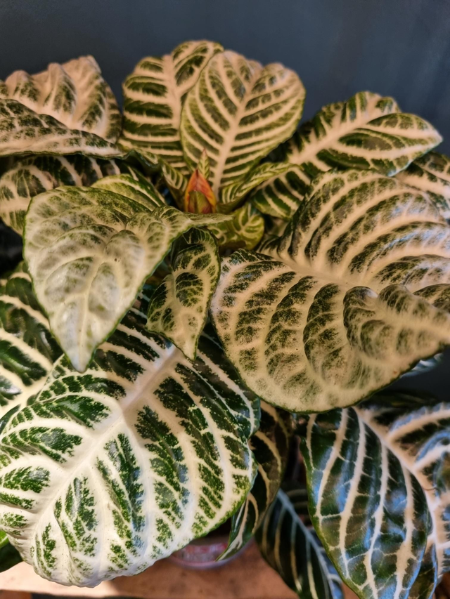 Zebra plant (aphelandra) in 13cm pot