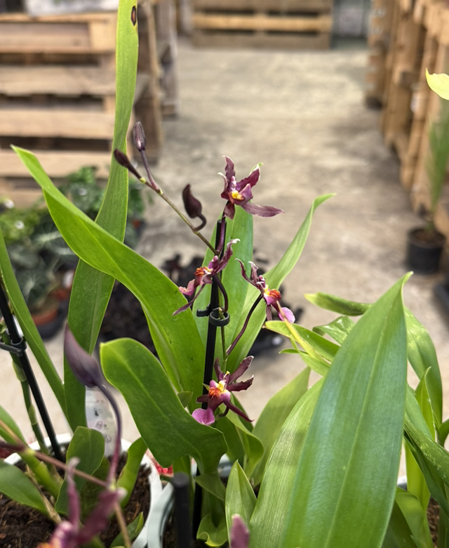 Orchidée Cambria Olfactive