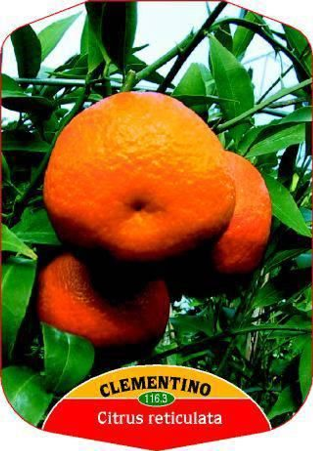 N42 . Clementino in vaso 14