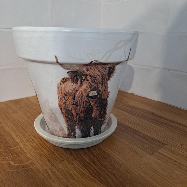 Highland cow medium 