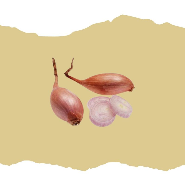 Échalote grise Griselle