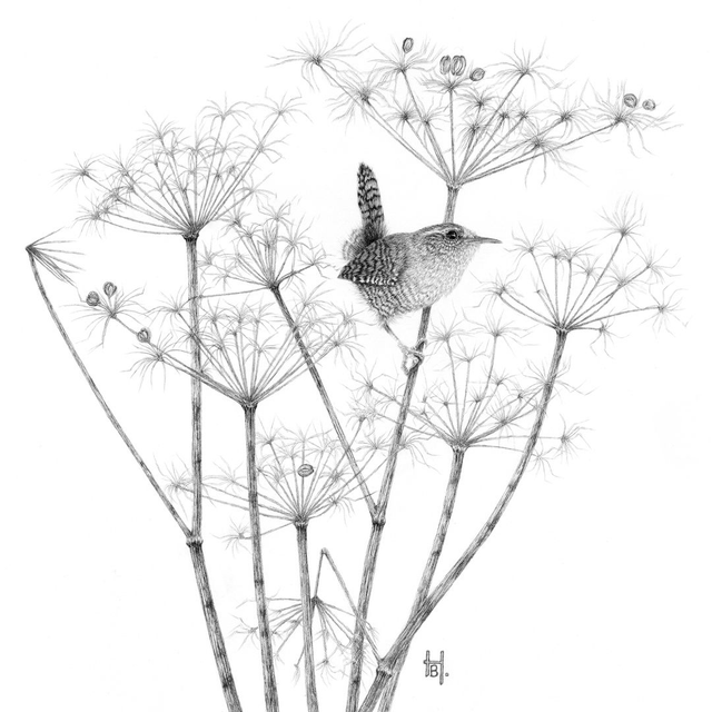 Wren and Cow Parsley