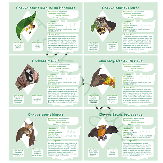 Print - Fiches espèces nord-américaines