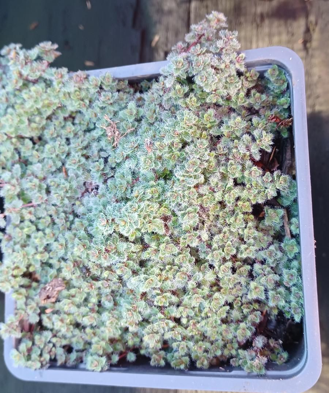 Thymus pseudoanuglinosus Woolly Thyme