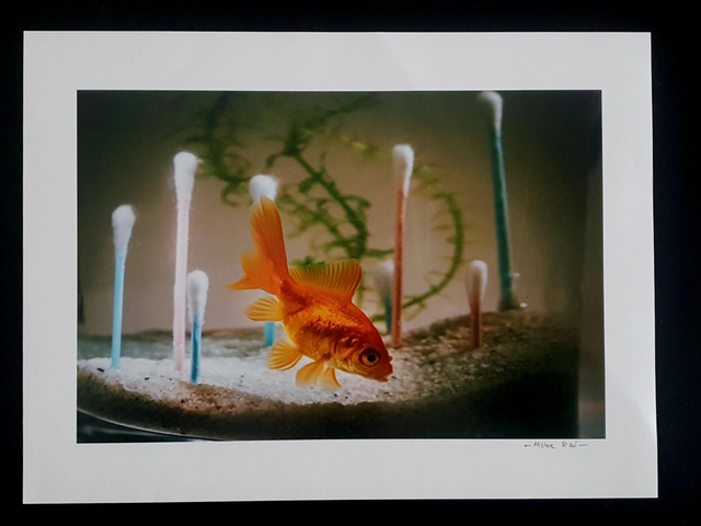 Fish - Red fish in plastic world