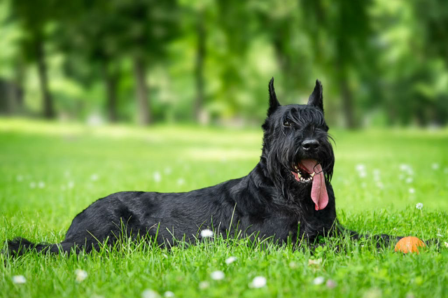 Schnauzer Géant - Coupe 