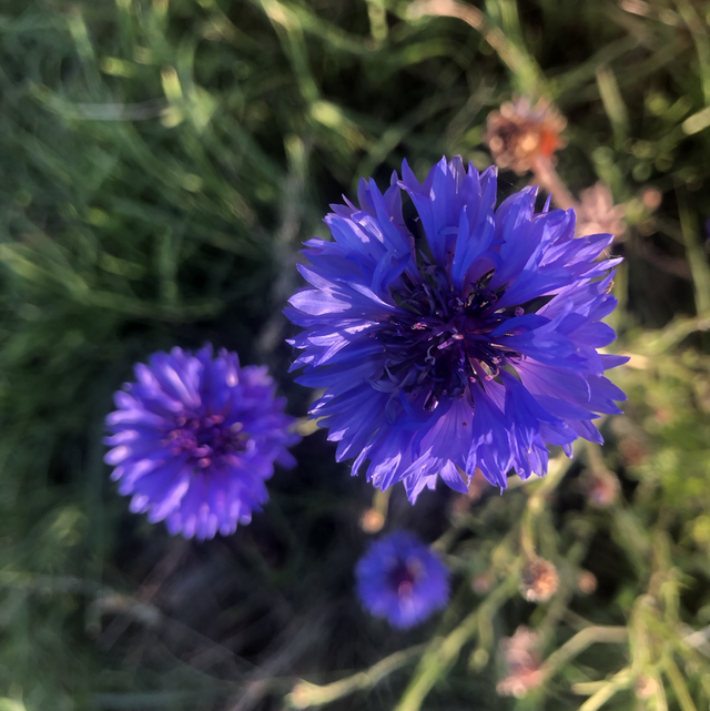 Bleuet en mélange de couleur AB