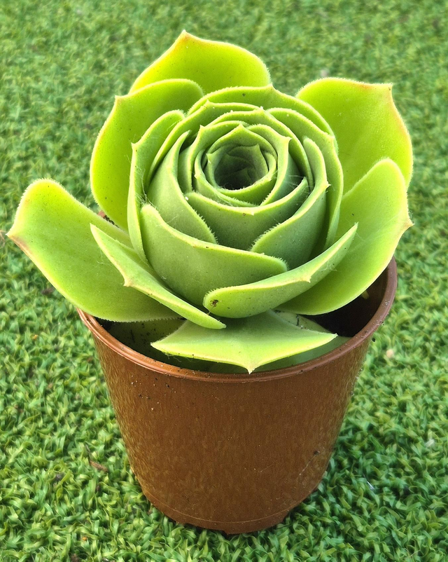 Aeonium arboreum &#039;Green Rose&#039; - Tree Aeonium 