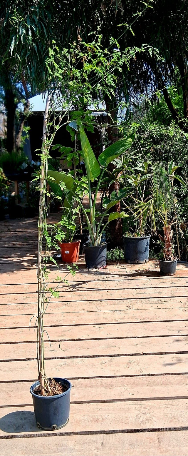 U03 . Gelsomino siciliano (Jasminum Grandiflorum)