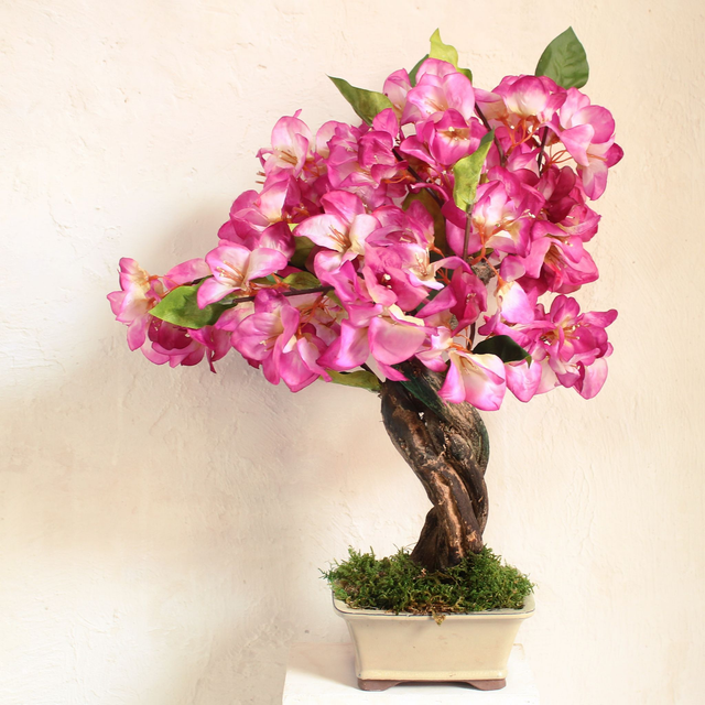 Bonsai CL386  Bouganvillea 