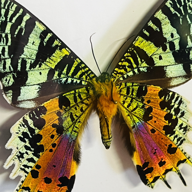 Chrysiridia Madagascariensis - Mâle