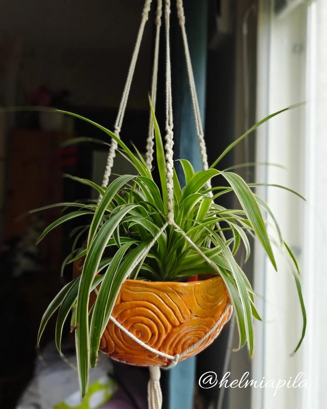 Amppeli edulliseen hintaan