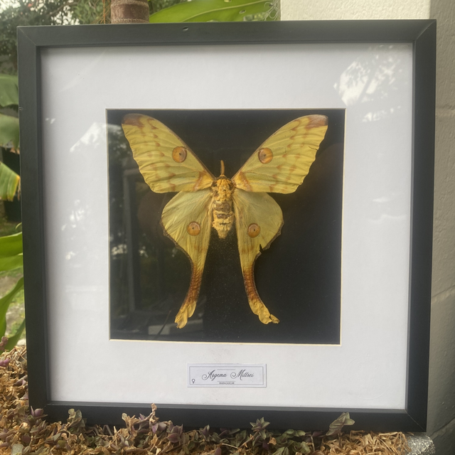 Cadre papillon, comète