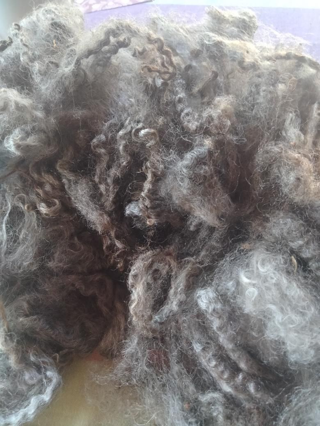 Leicester Longwool croisé Gotland Toison0041