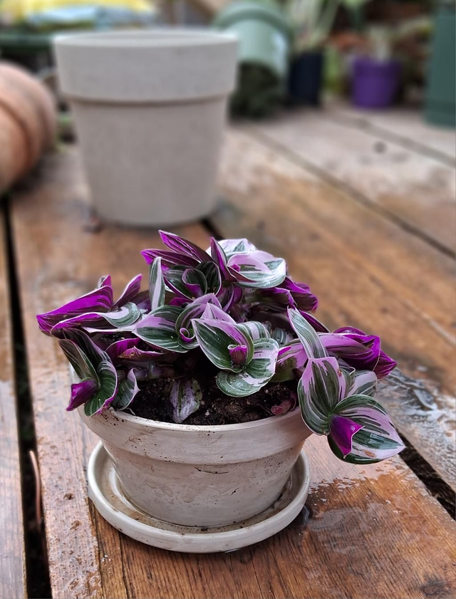 C161. Tradescantia nanouk in ciotola 'Kultur granit'