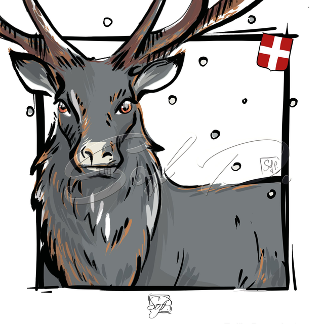 ANIMAUX D&#039;ICI - Le regard du cerf 