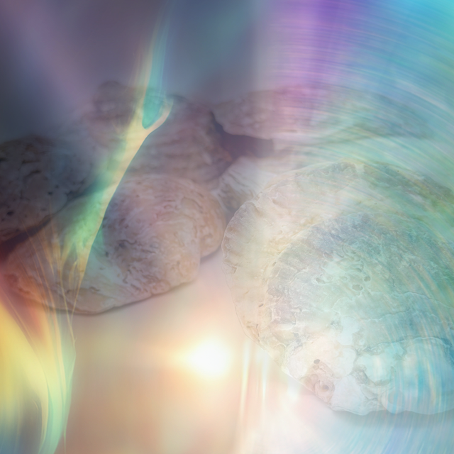 Muschel Unikat mit Heilungs- und Transformationsenergie aufgeladen (1 Stück)