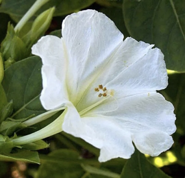 Belle de Nuit Blanche AB - Mirabilis jalapa