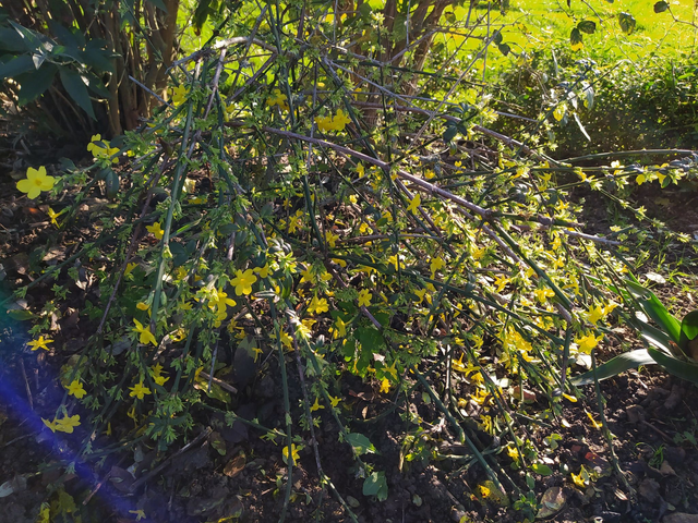 Jasminum nudiflorum - 1ltr pot