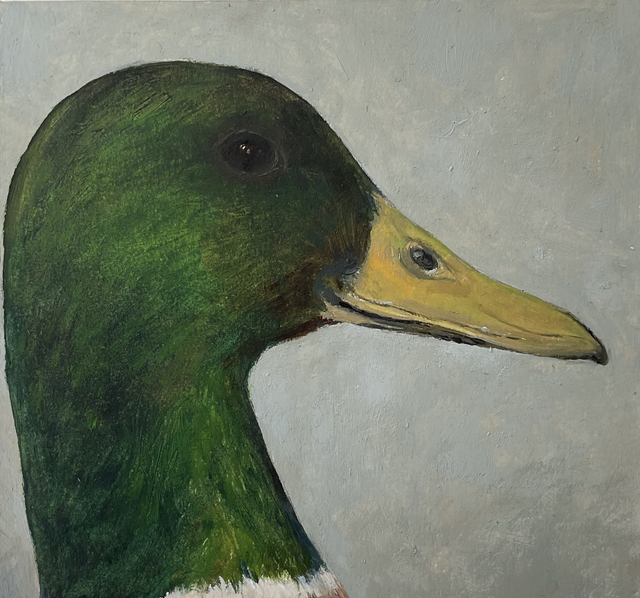 SP66  Drake by Shelagh Popham,  11x11cm  Oil